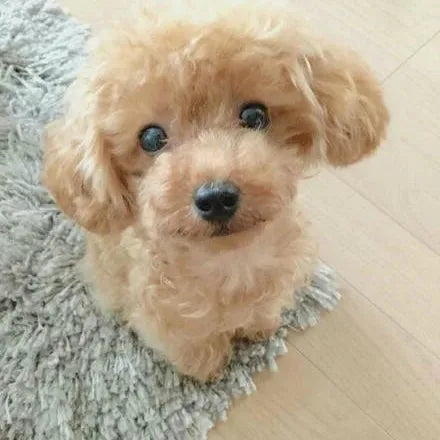 Realistic Teddy Dog Lucky | Plush Puppy