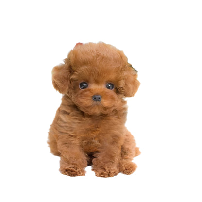 Realistic Teddy Dog Lucky | Plush Puppy