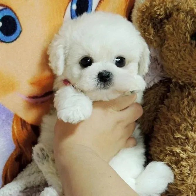Realistic Teddy Dog Lucky | Plush Puppy